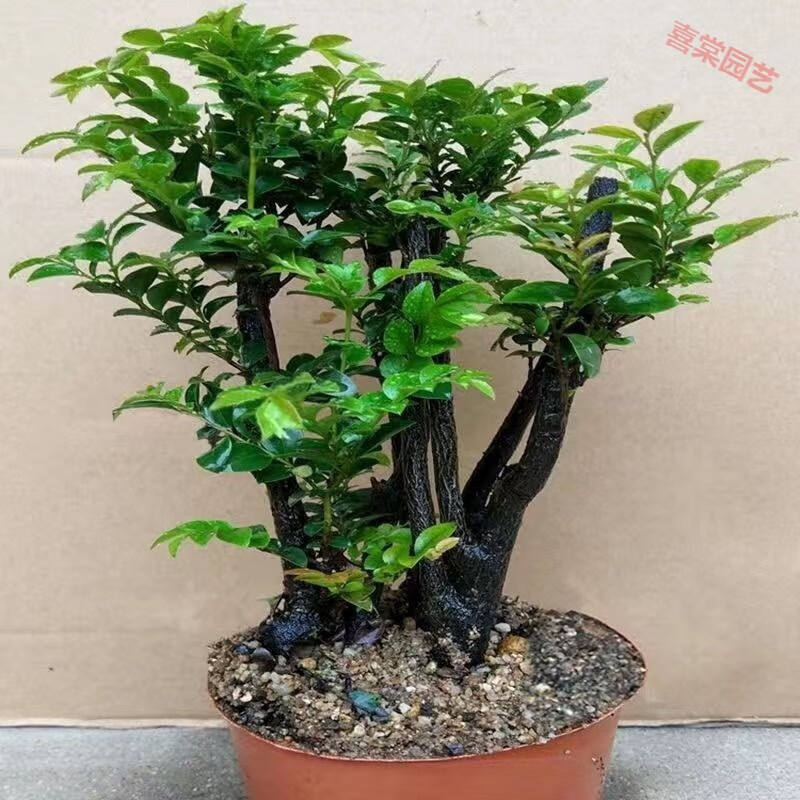 小叶紫檀盆景树桩室内客厅植物四季常青木老桩绿植盆栽 新品-4杆丛林