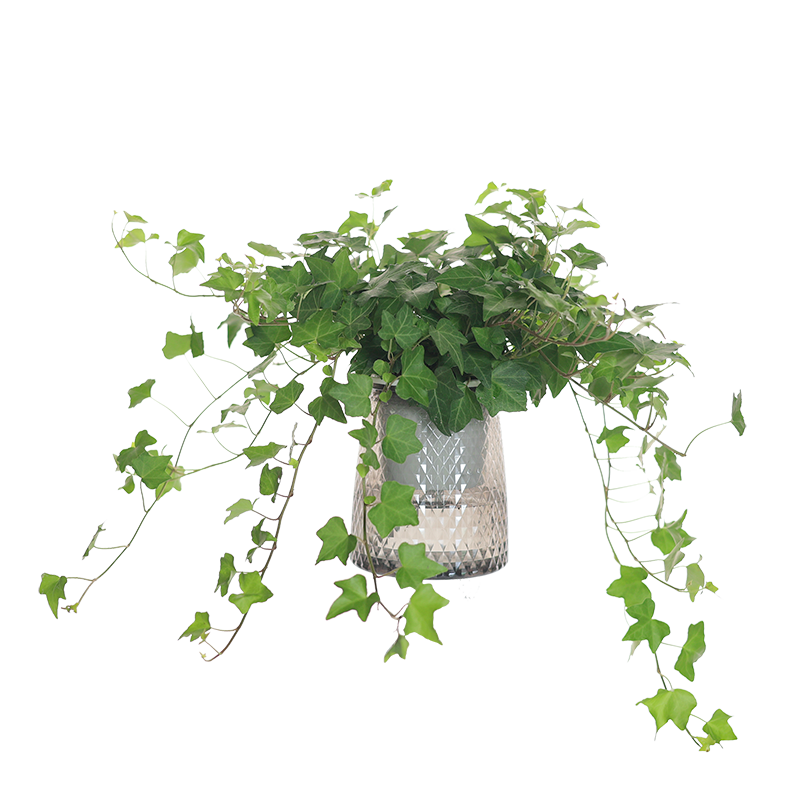 在网上购物怎么查绿植盆栽历史价格的|绿植盆栽价格历史