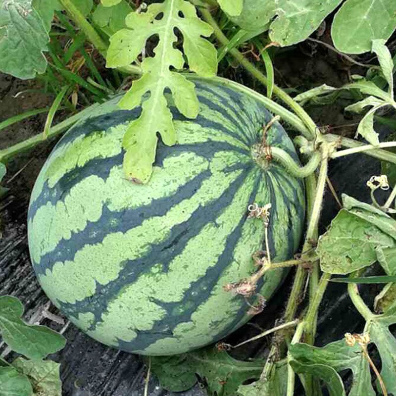 麒麟西瓜种籽苗无籽瓜种大全四季春季南方水果 改良金美都麒麟瓜40克