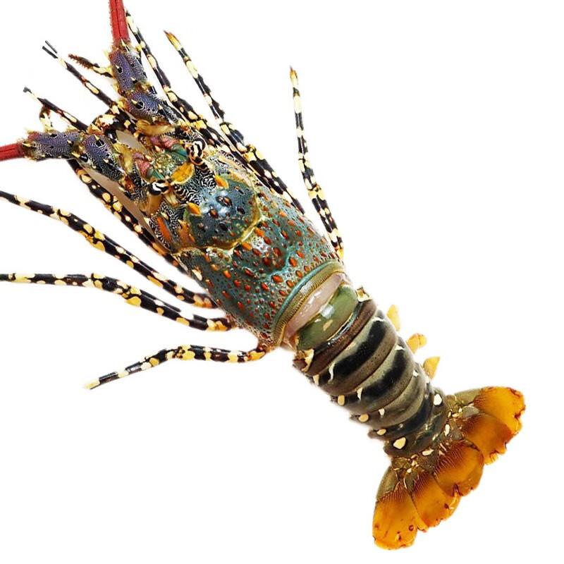 泛洋渔家傲【活鲜】鲜活大花龙澳洲大龙虾海鲜超大青龙虾 活花龙 【1.