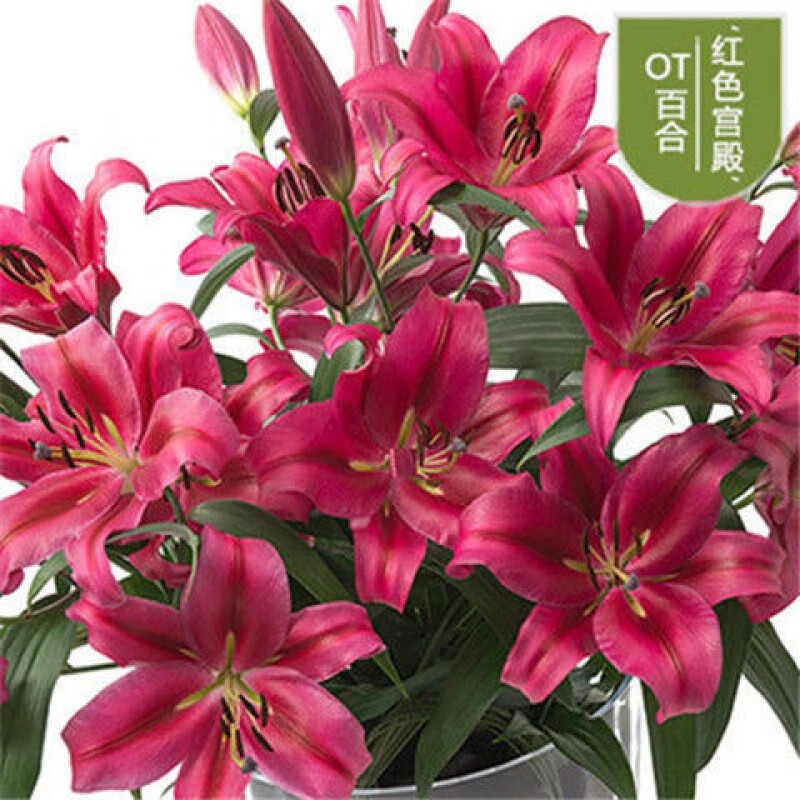 百合花种球带芽耐寒花卉盆栽植物室内百合花盆栽 红色宫殿【包成活 包