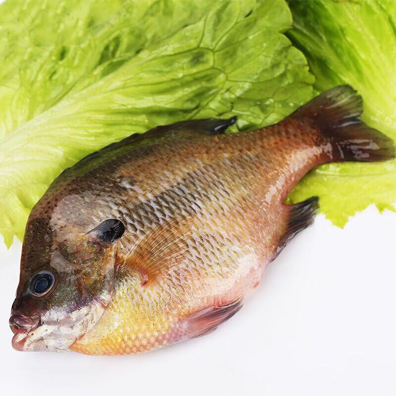 皓谦当天捕捞新鲜海鲜水产 福建  太阳鱼任意2单极速空运 1斤装尝鲜 4