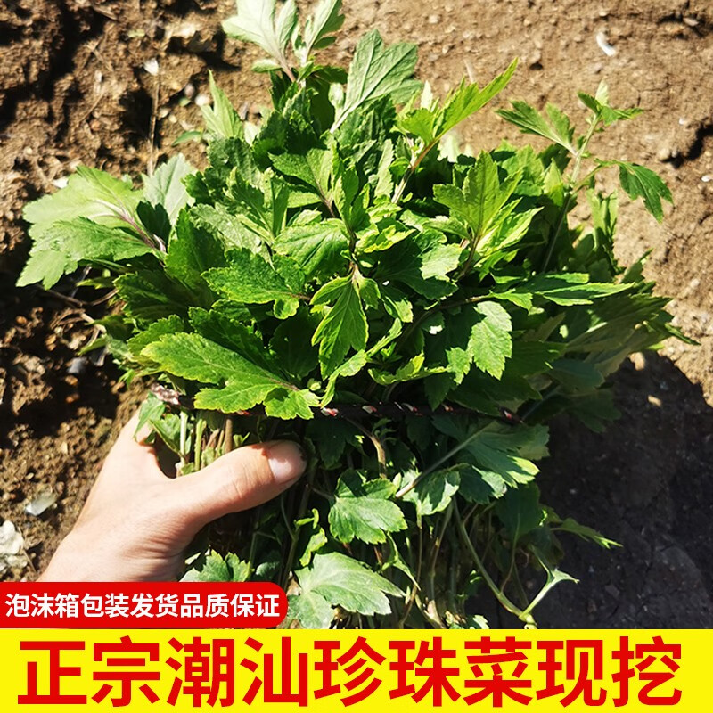zxc广东潮汕真珠菜500g 猪血煮珍珠花菜鸭脚艾白苞蒿新鲜蔬菜珍珠菜