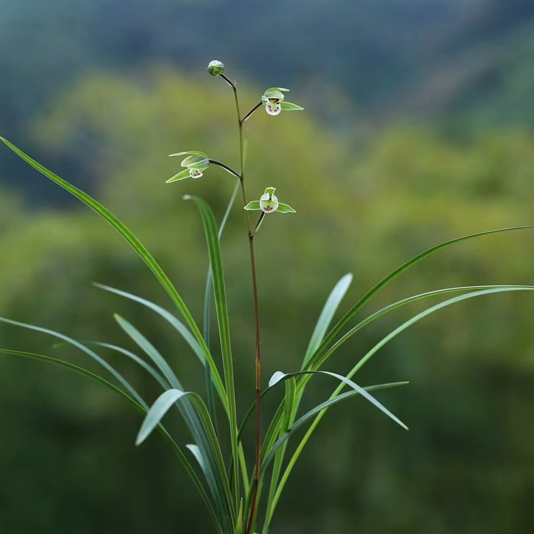 细叶寒兰兰花 雪中红 紫燕 国红 端妍 室内阳台客厅高档兰花绿植 天道