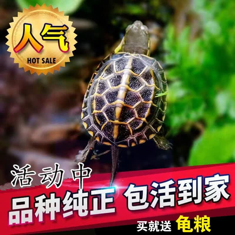 诗轩（SHIXUAN）金线草龟 小乌龟 活体外塘长寿龟宠物水龟金线龟活物龟墨龟草龟苗 2-3 厘米 两只 情侣一对 好事成双属于什么档次？