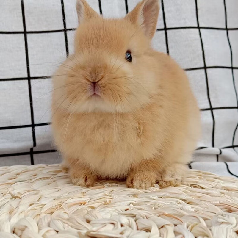 double yellow兔子活物侏儒兔凤眼小型茶杯兔长不大不咬人宠物兔子