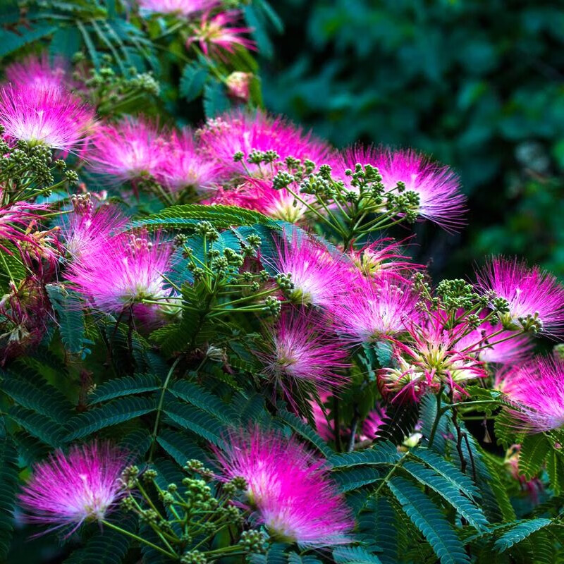 侬律 合欢树苗 香水合欢苗美洲合欢树苗合欢花苗红绒花马缨花 庭院