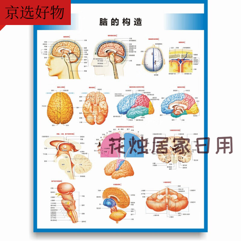 医院科室挂图 宣传图脑的构造图脑的结构大脑结构图大脑解剖图脑部