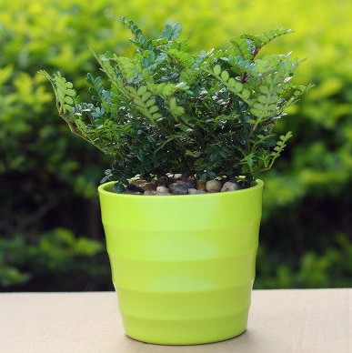 花农氏清香木防蚊虫驱蚊草绿植办公室桌面绿植花卉盆栽胡椒清香木