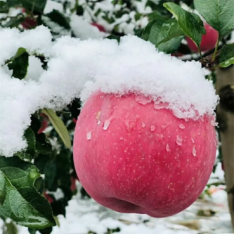 万荣雪果 山西苹果红富士冰糖心脆甜当季新鲜水果整箱 【精品雪果】 5