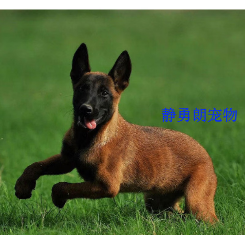 马犬科目马犬牧羊犬宠物狗马犬比利时警犬级褐色 宠物级 公宠物年龄