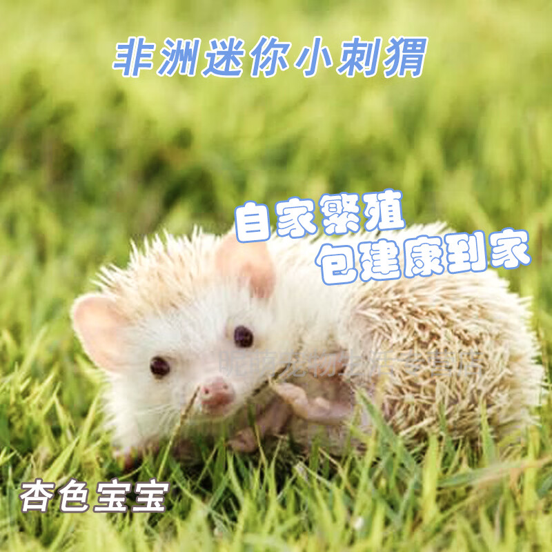 打疫苗纯种非洲迷你刺猬活物疫苗带笼子笼子刺猬幼崽 杏色公40天左右