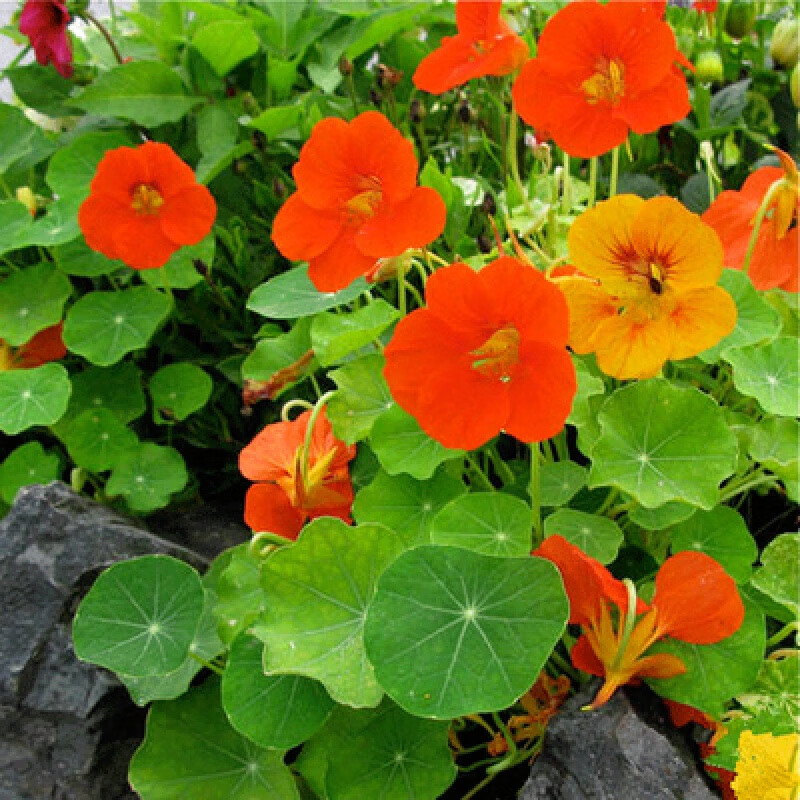 花乡邻里旱金莲种子旱荷花种垂吊爬藤花卉种籽室内阳台盆栽春夏秋播种