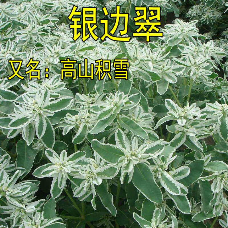 银边翠种子花卉花草种子 多年生草本植物 易播种 出芽快 高山积雪 银
