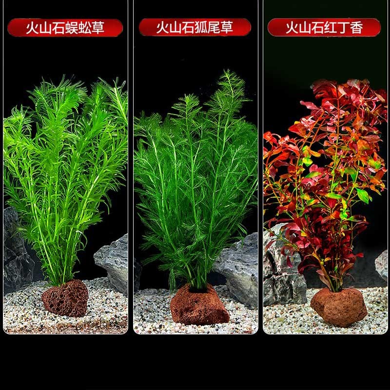 疯狂水草（FKSC）活体水草植物小鱼缸造景套餐真装饰阴性定植火山石水草 入缸成景组合一高性价比高么？