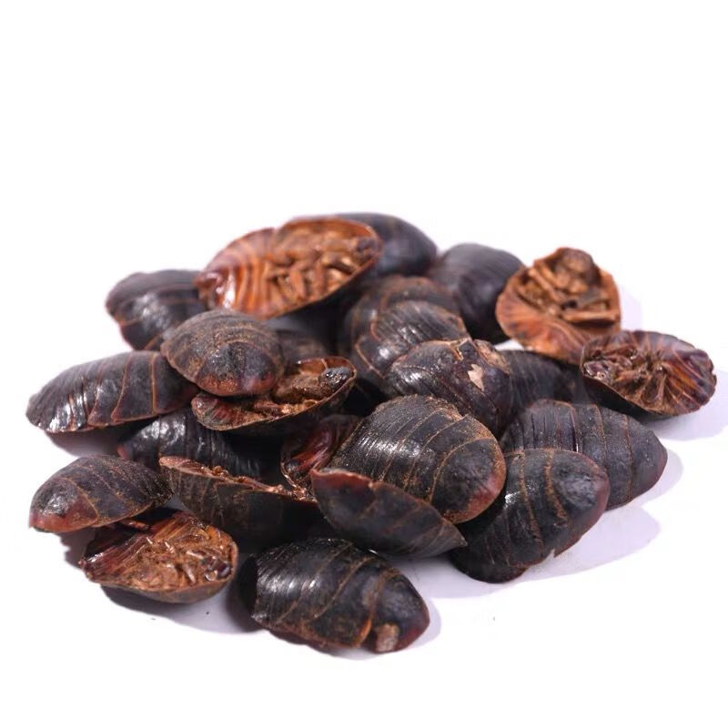 中药材 土元 土鳖虫 地鳖虫土元虫干土元粉 土鳖虫 500克 土元个