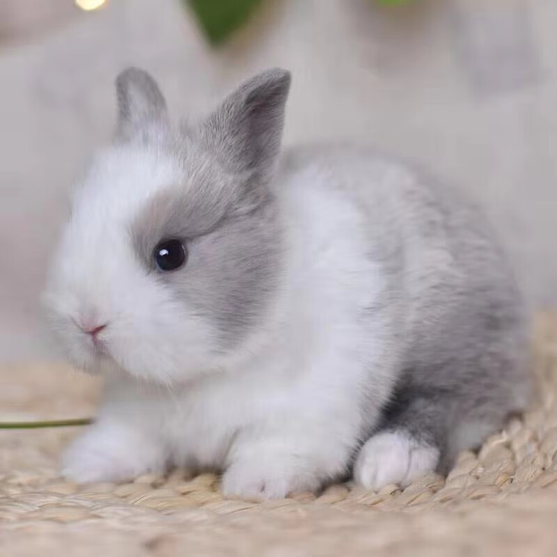 查询异宠活体历史价格走势|异宠活体价格比较