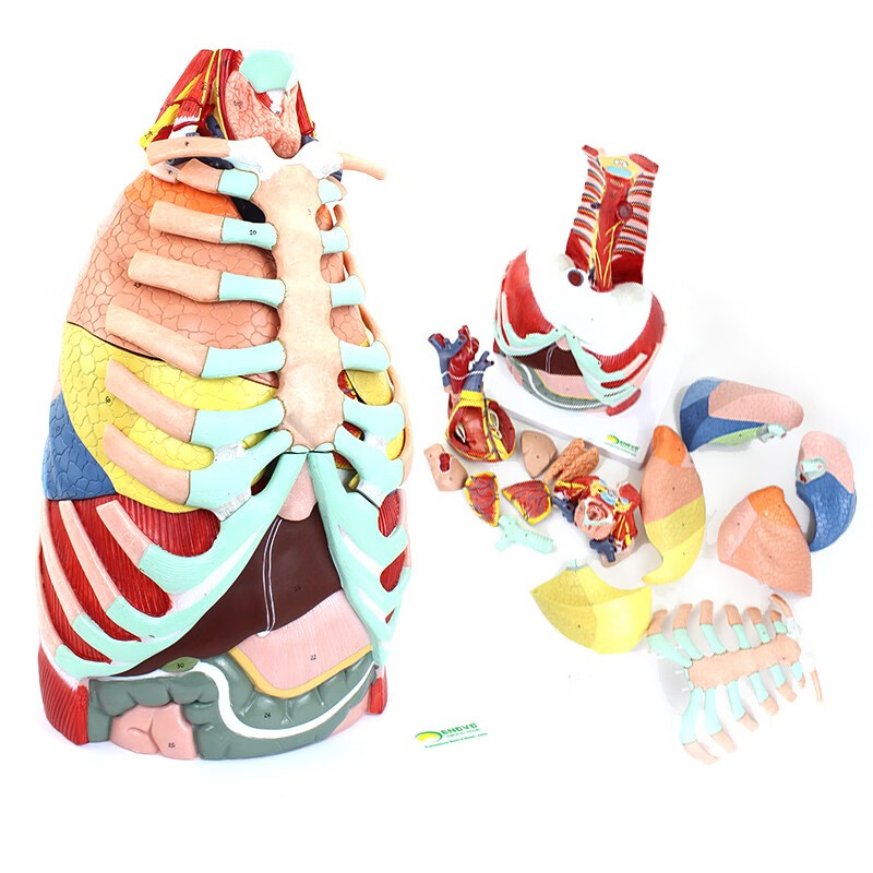 enovo医学用人体胸腔解剖模型肺解部心脏解剖 胸部thoracic cavity胸