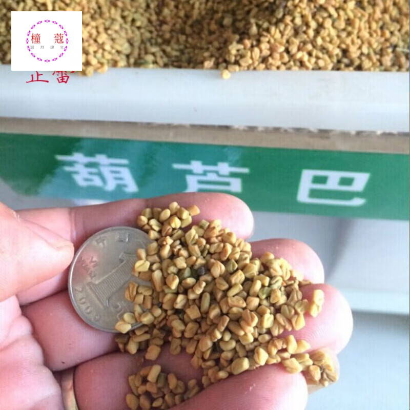 香草种子 葫芦巴种子 水培蔬菜芽苗菜泡茶 补腰催乳 百香草种籽 种子