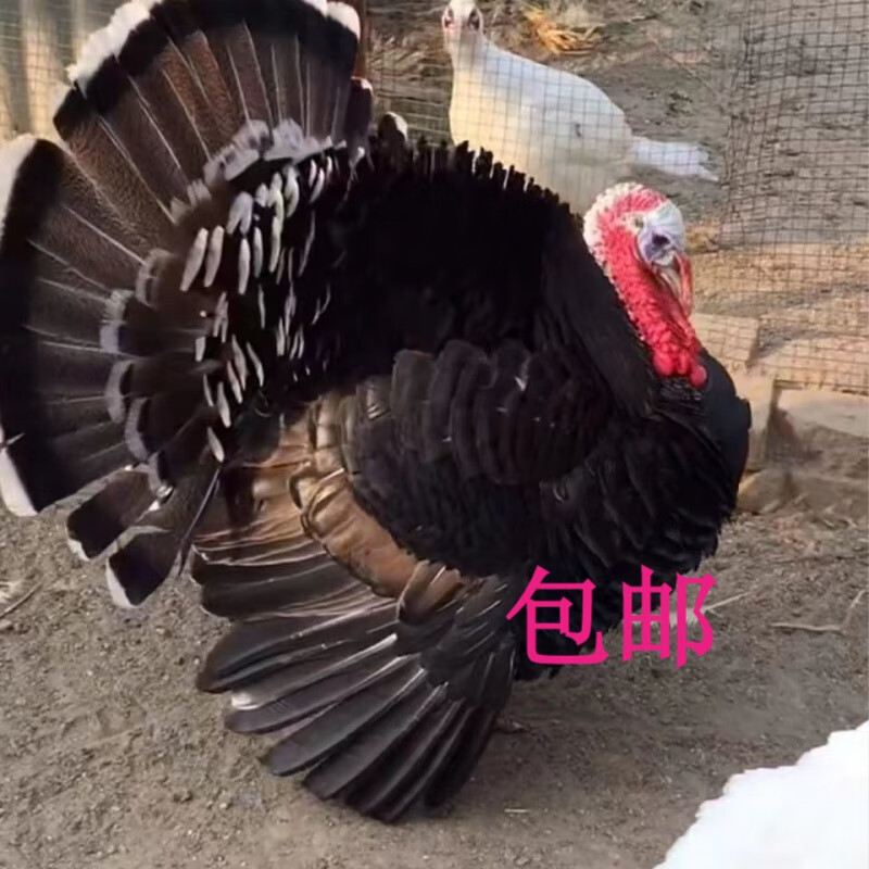 火鸡仔700系小火鸡仔青铜火鸡活体尼古拉火鸡仔全国 半斤火鸡(满4只)