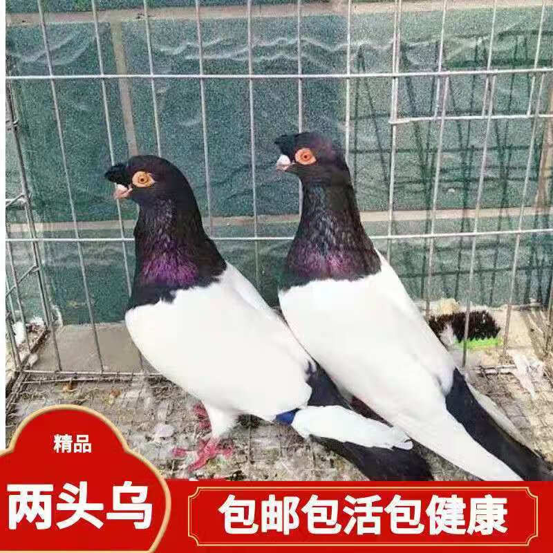 观赏鸽两头乌鸽子疆系短嘴乌头鸽子新疆乌京系两头乌鸽子活物 京系