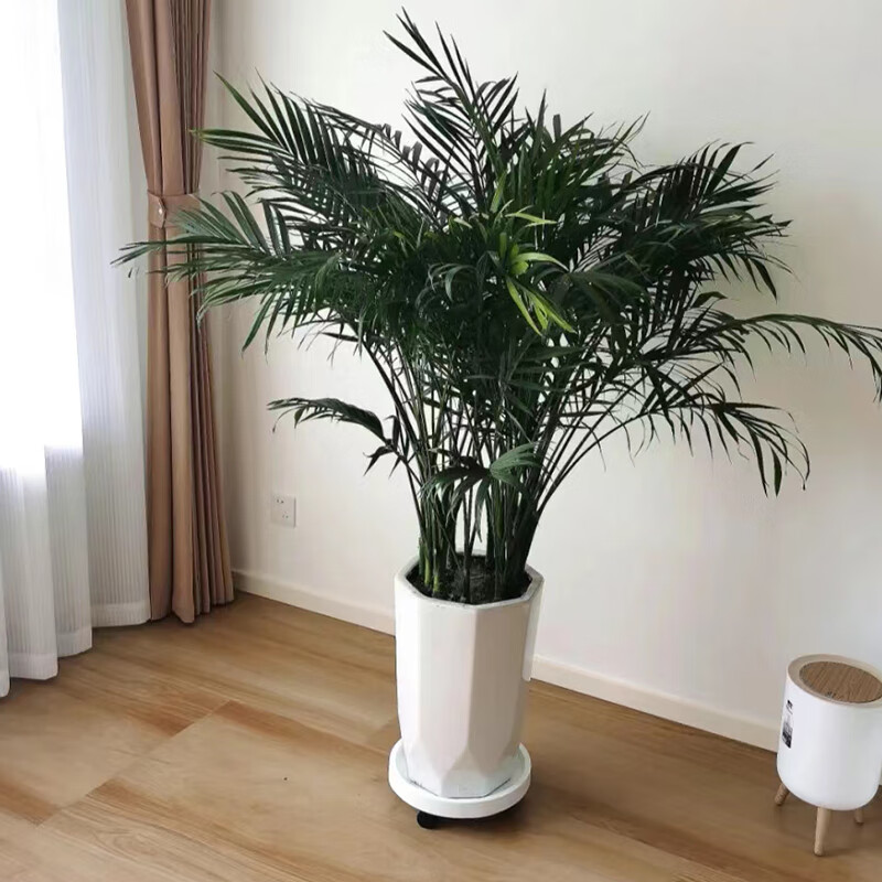 素蜜花客悦富贵椰子室内绿植大型办公室花卉吸甲醛客厅散尾葵植物盆栽