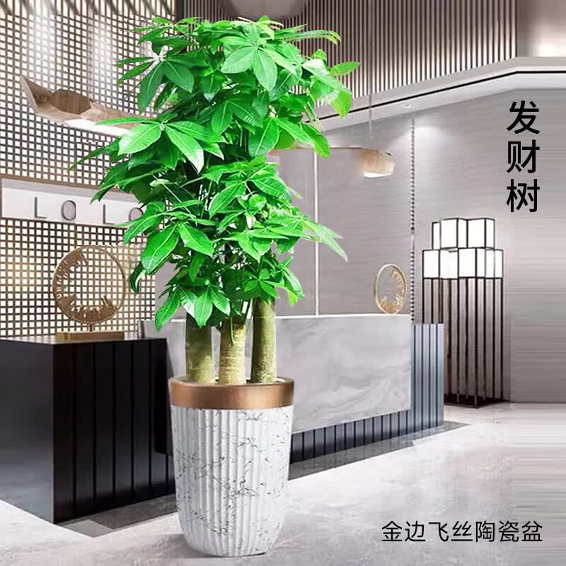 静黛轩发财树 客厅 大型盆栽乔迁送礼精品观叶植物办公室内花卉绿植 【乔迁新居】1.6-1.8米 步步高款 不含盆使用感如何?