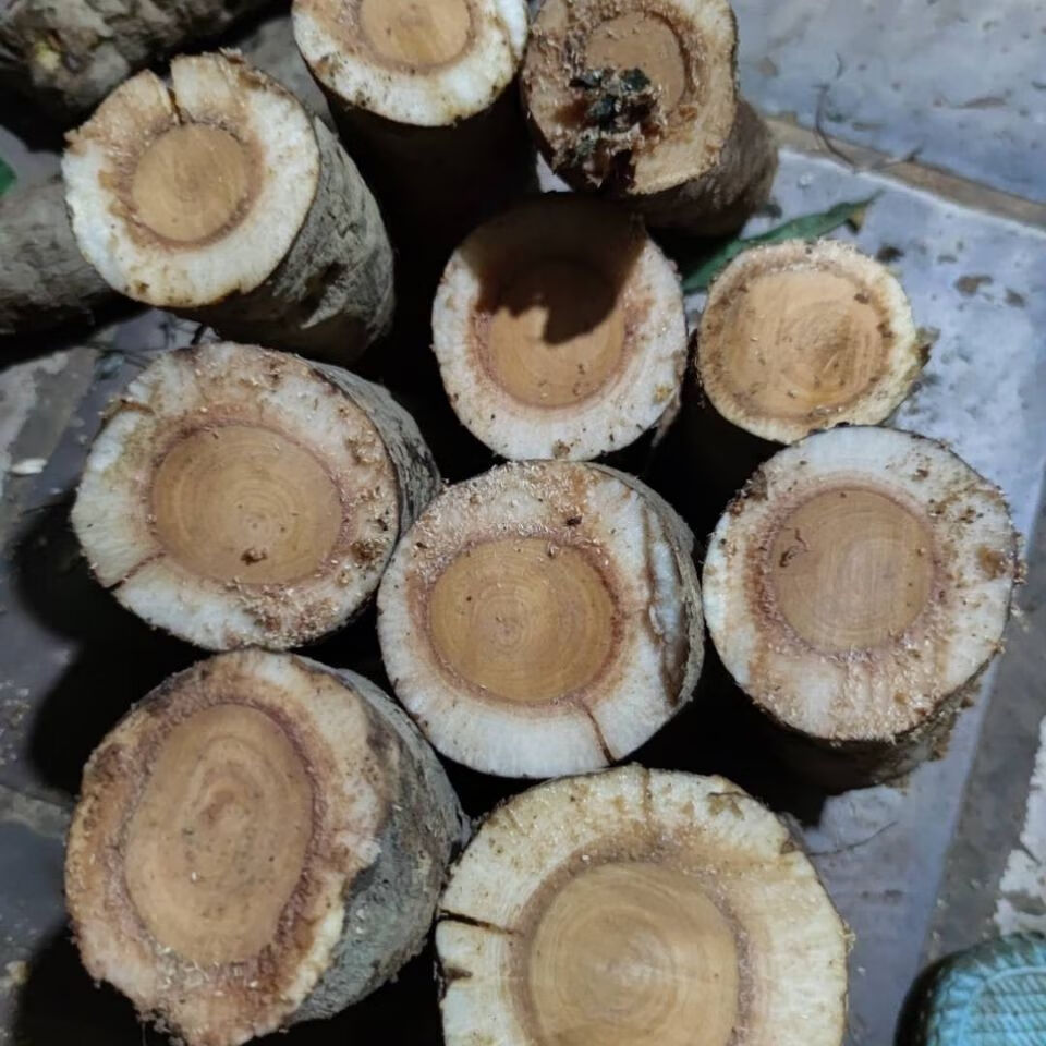 散结 猫尾薯 猫尾木树 猫尾树根 新鲜500克