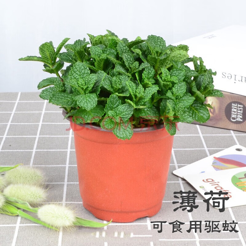 薄荷盆栽新鲜可食用薄荷叶办公室内盆栽植物 柠檬薄荷苗 碰碰香驱蚊