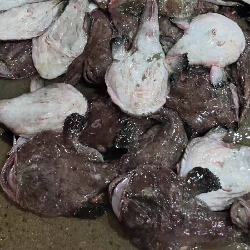 伯贤 新鲜鮟鱇鱼海鱼无鱼刺带肝带肚灯笼鱼蛤蟆鱼 当天海捕新鲜发货