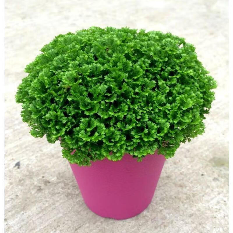 珊瑚蕨盆栽  翠云草吊兰翠 蓝草,蓝地柏 绿绒草 军绿色 含盆