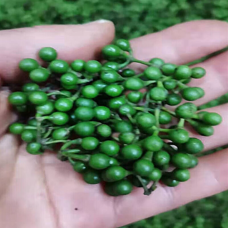 星润嘉山胡椒野生新鲜木姜子新鲜重庆山苍子木浆子2斤1000克木姜子aaa