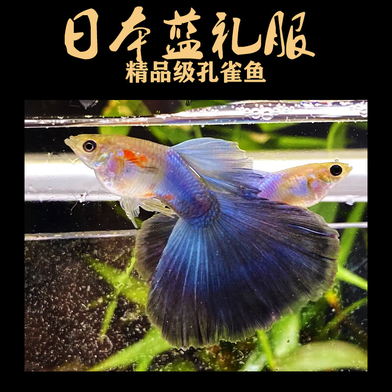 萌萌哒小型热带观赏鱼孔雀鱼凤尾活体淡水草缸大尾生下崽怀孕母鱼天空