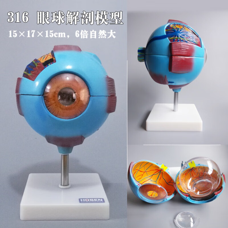 2021新款眼耳鼻喉科模型五官科人体器官解剖眼睛耳朵鼻子咽喉结构医学