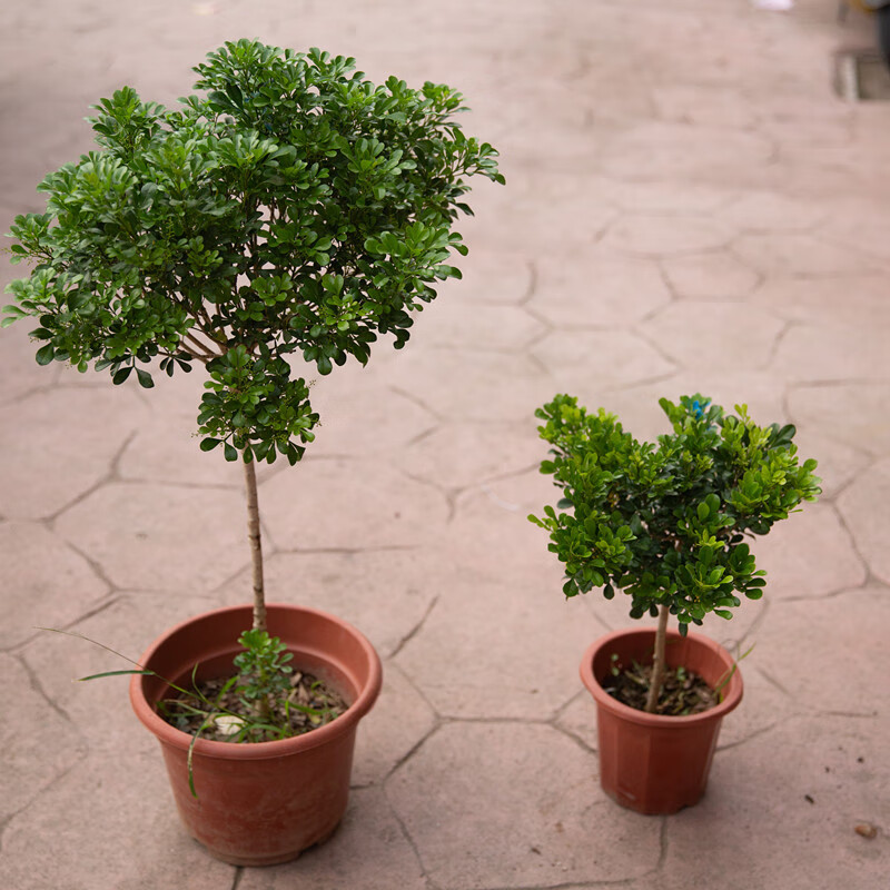 树形独杆九里香盆栽花四季开花不断室内香花植物净化空气老桩 独杆