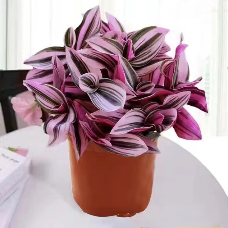 星空大盆油画吊兰【原盆原土】