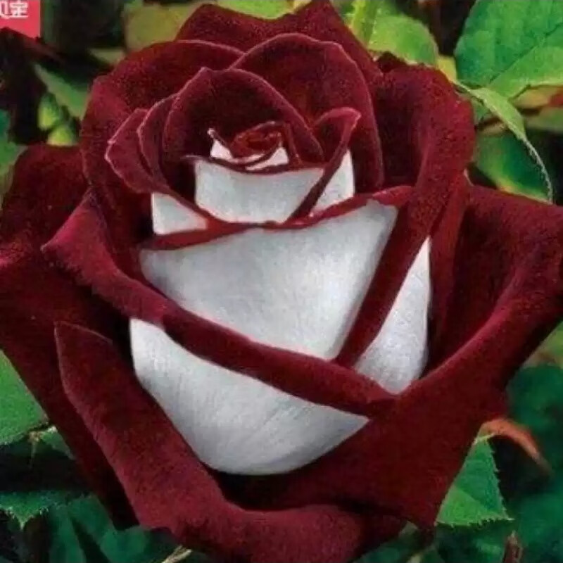 花苗老桩盆栽室内阳台庭院植物蔷薇花苗爬藤四季开花浓香型观 魔法师