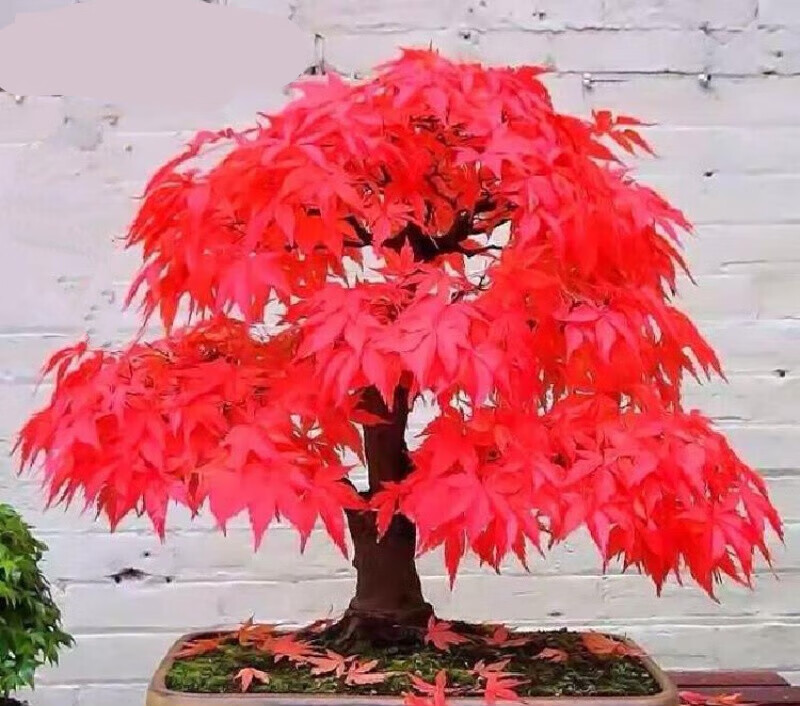 花卉盆栽植物红舞姬室内枫树红枫叶花木好养 红枫女神【稀有】-不含盆