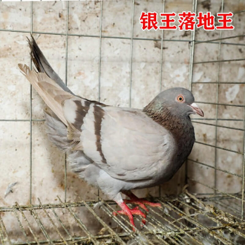 元宝鸽种鸽特大落地王纯种元宝鸽子【大体肉鸽】落地王银王一对60天