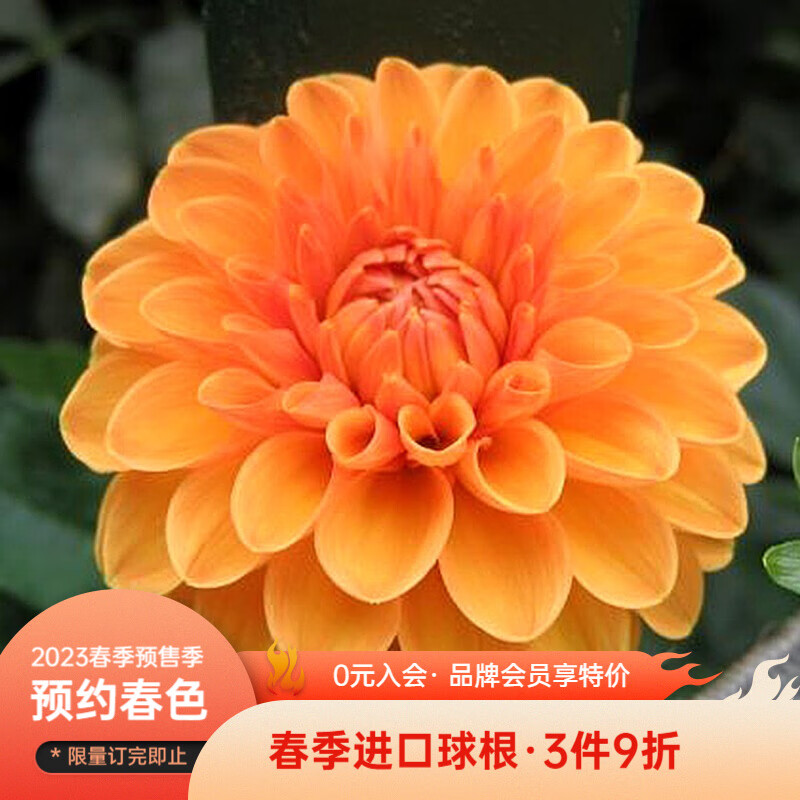 查种球价格走势App|种球价格历史
