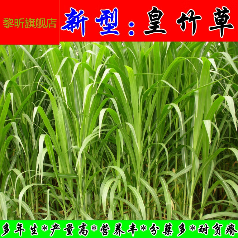 新型皇竹草种子 种芽 种节 种茎 黄竹草 【新型皇竹草:种芽】100 节