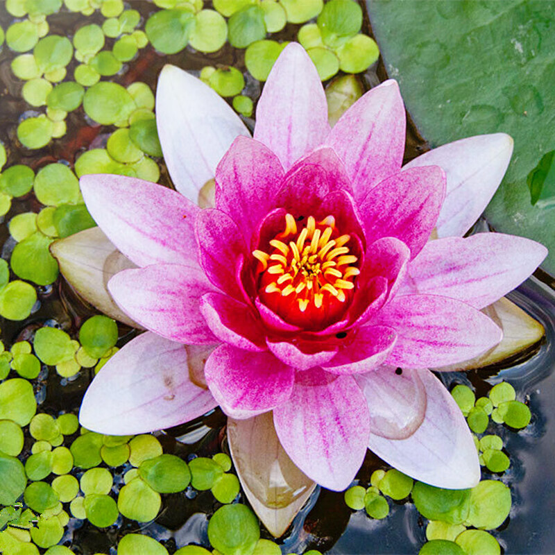 盆栽中大型碗莲莲花 夏季水培植物根茎 室内盆栽水生花卉 带芽发货