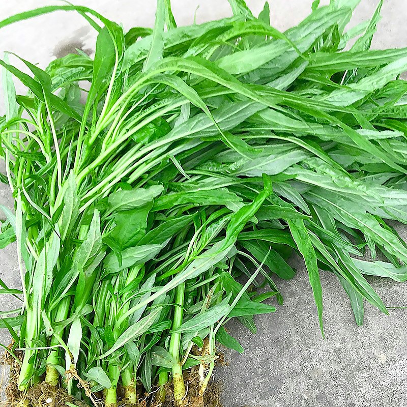 寿禾 柳叶苋菜种籽青蔬菜大全绿 青柳叶苋菜s种子 10g/早熟改良型