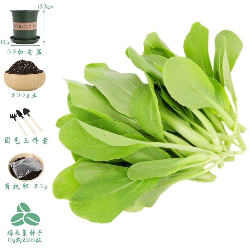 寿禾 20天鸡毛菜种子四季小青菜秋季季蔬菜小白菜油菜上海青阳台菜籽