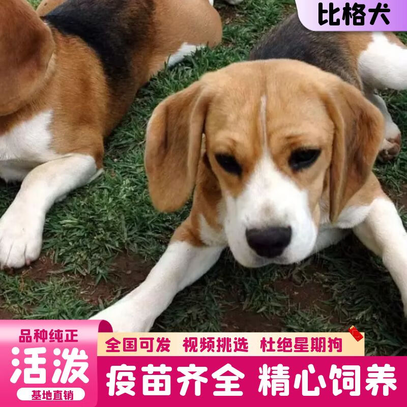 迈乐佳(maleejia)【视频选 终身辅导纯种嗅猎犬比格犬活体 比格幼犬