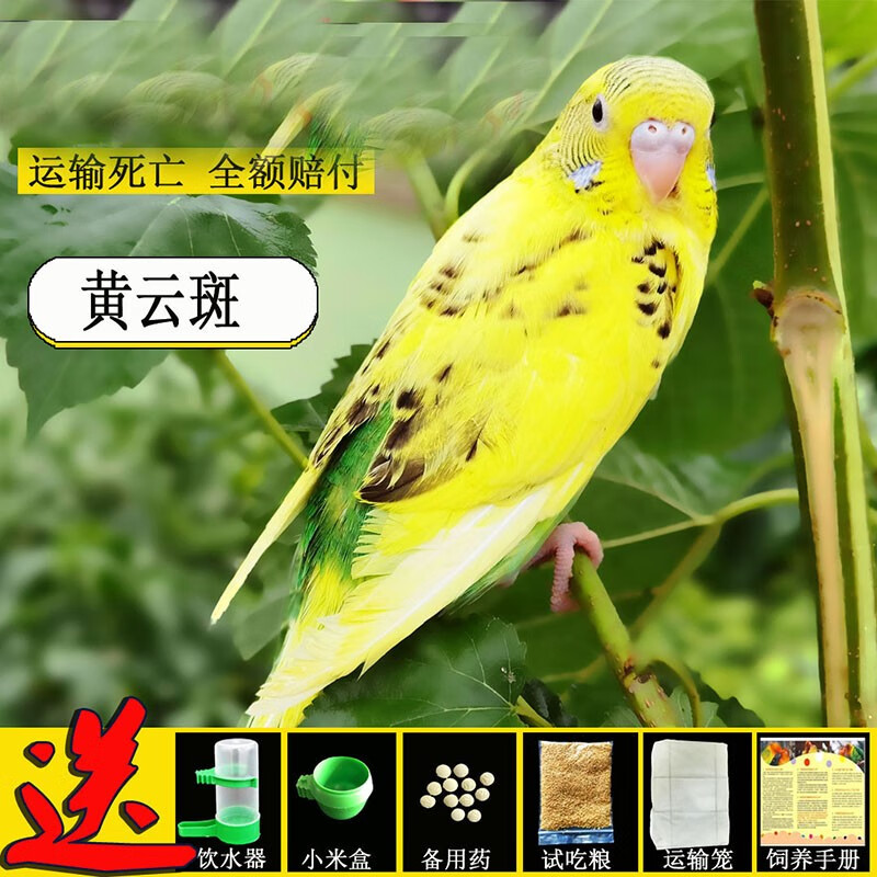 麦叮卡 鸟活体鹦鹉活宠物鸟体虎皮鹦鹉黄化玄凤活体手养鸟雏鸟可以