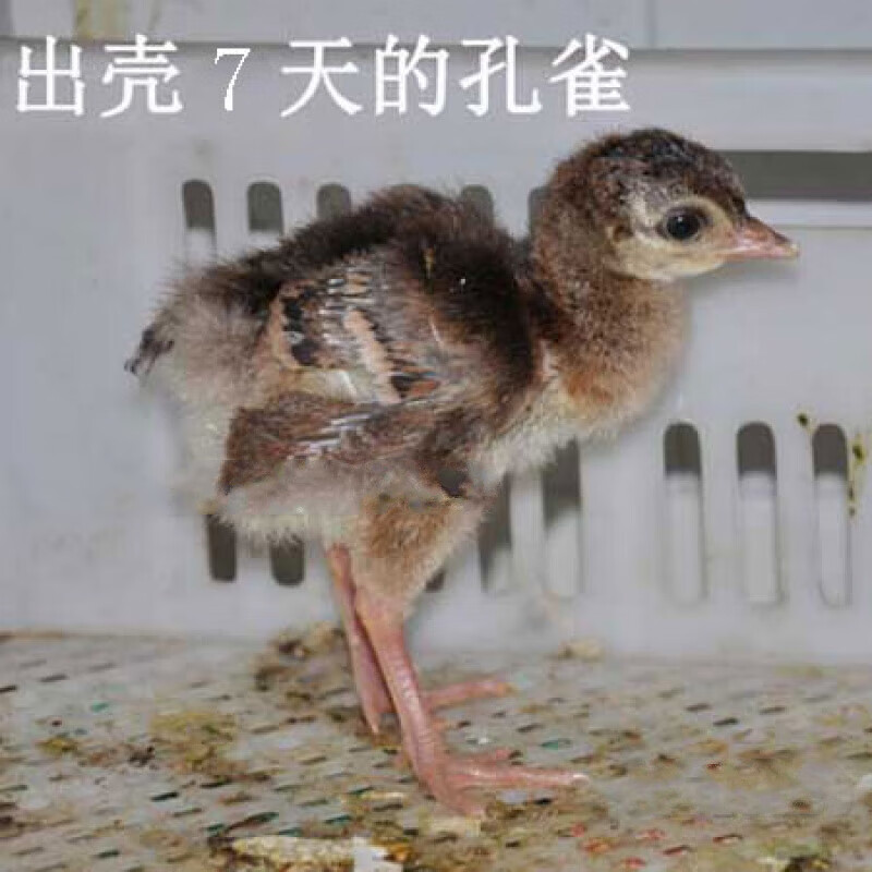 旺园兴蓝白花孔雀崽活体公母一对宠物鸟活体大型观赏鸟全国包活发货