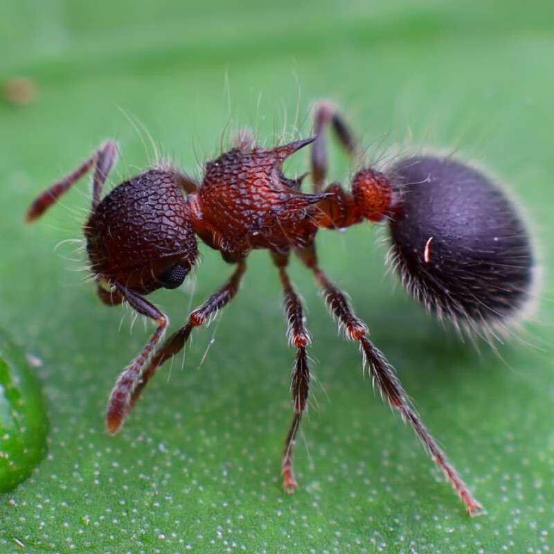 二色盾胸切叶蚁meranoplusbicolor蚂蚁世界宠物蚂蚁活体科普 1后40工