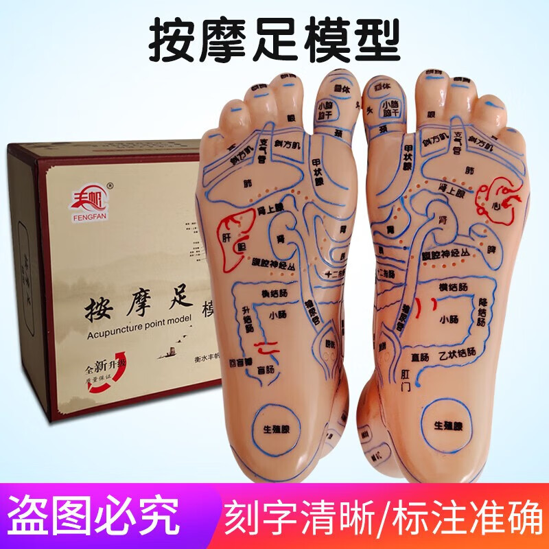 丰帆 15cm足底反射区模型脚底按摩点穴足部经络穴位图脚模形足疗 足