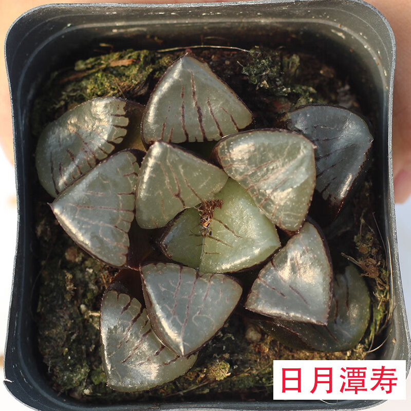 20多种冰灯寿玉扇多肉植物带盆发货办公室好养耐阴 日月潭 原盆原土栽